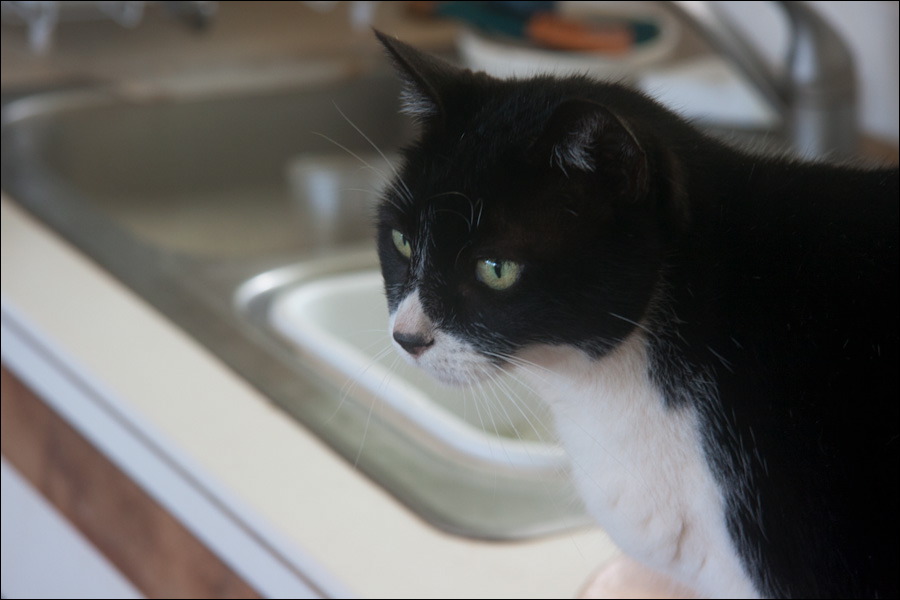 cats0224-11.jpg