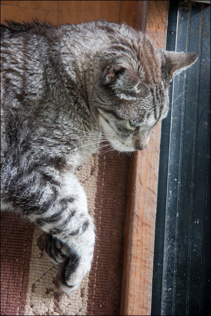 cats0224-12.jpg