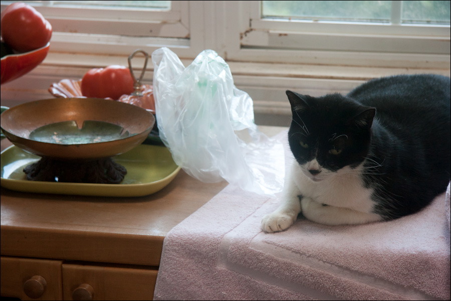 cats0224-13.jpg