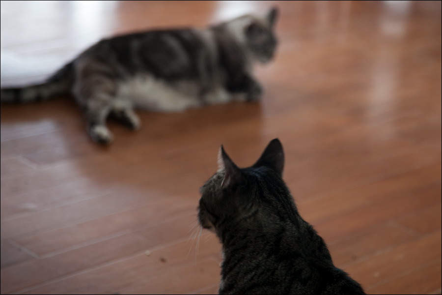 cats0224-14.jpg