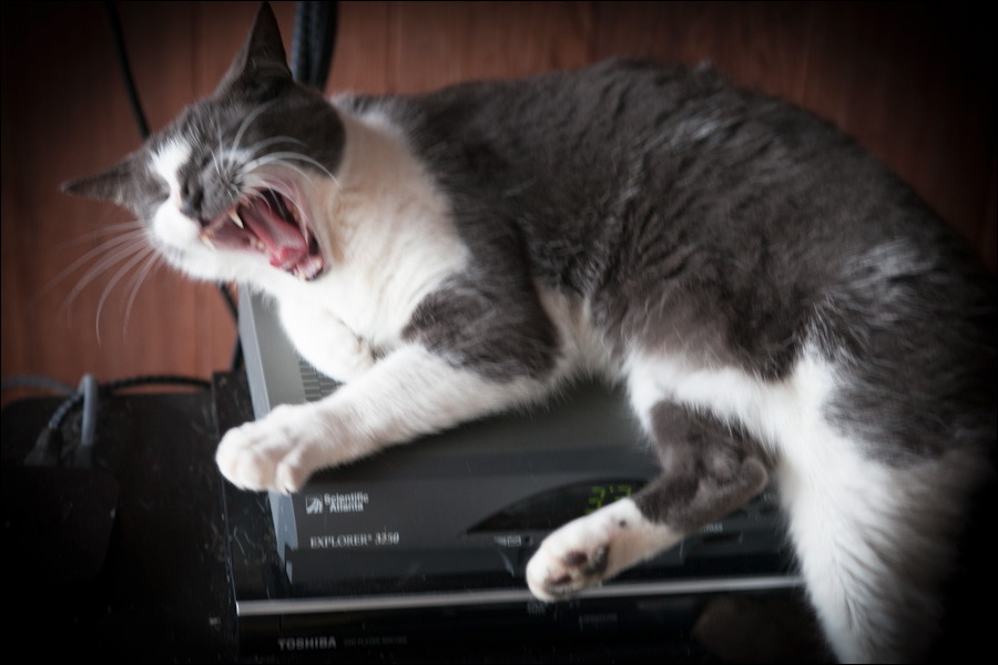 cats0224-15.jpg