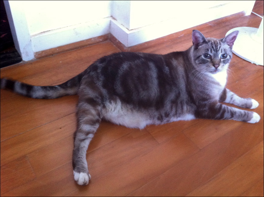 cats0224-2.jpg