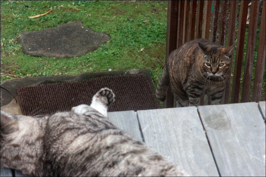 cats0224-4.jpg