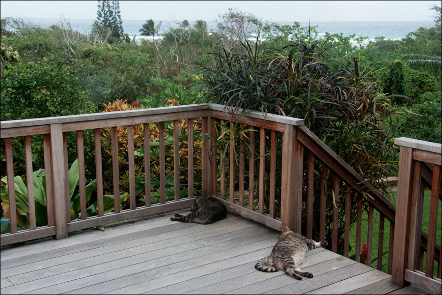 cats0224-5.jpg