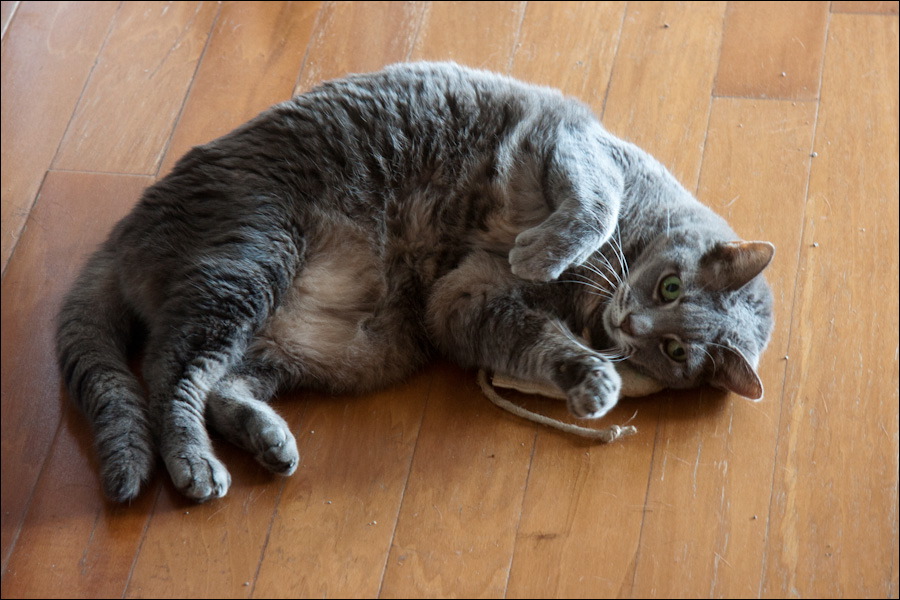 cats0224-6.jpg