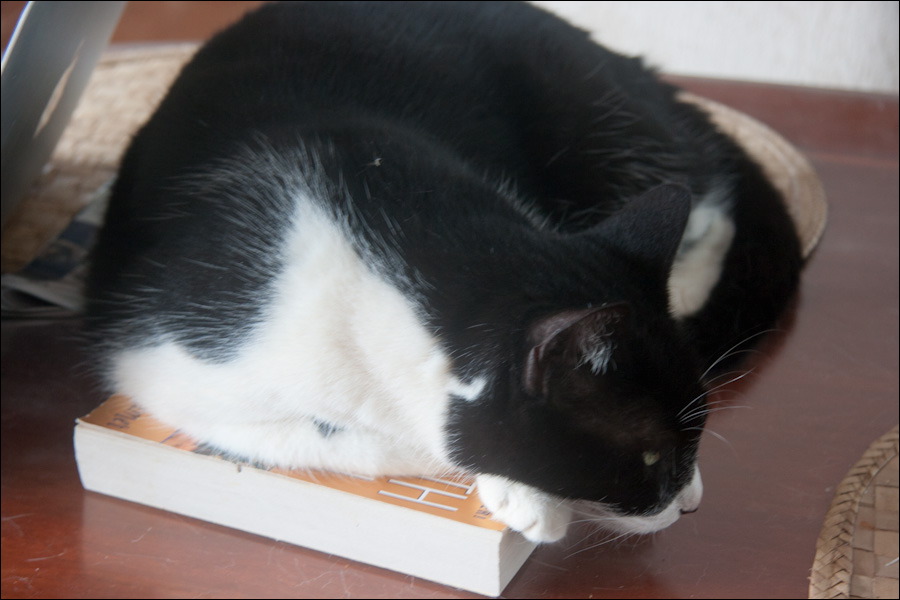 cats0224-8.jpg