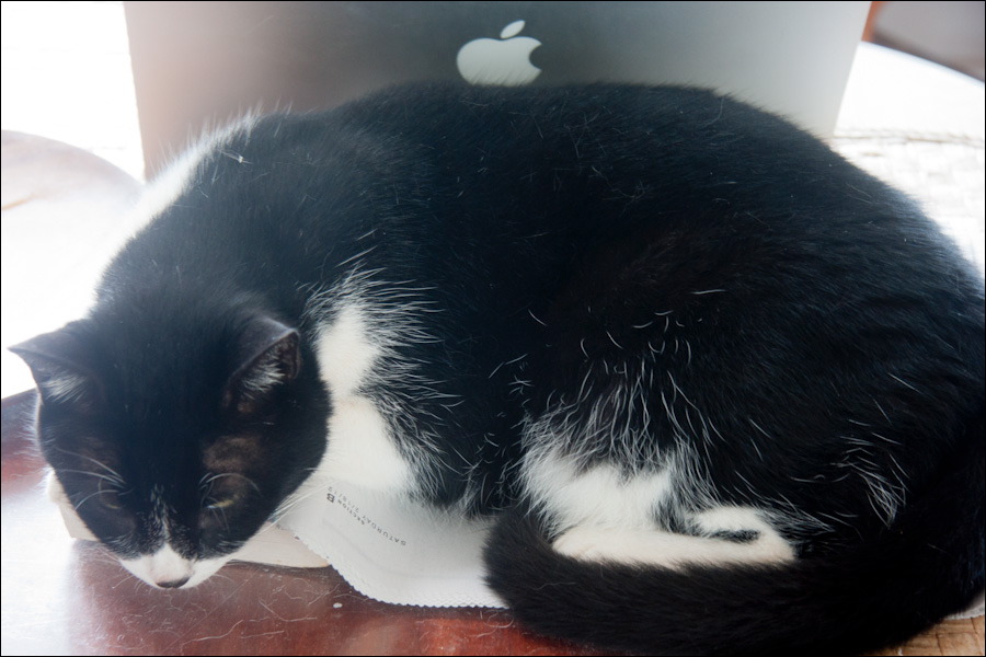 cats0224-9.jpg