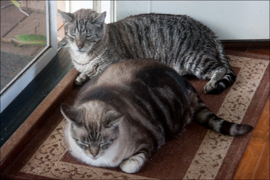 cats0224.jpg