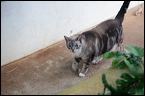 cats0302-1