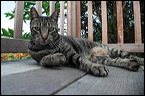 cats0302-10