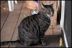 cats0302-11