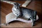 cats0302-12