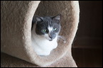 cats0302-13