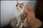 cats0302-14