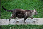 cats0302-2