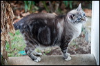 cats0302-3