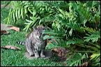 cats0302-4