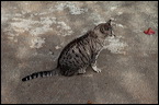 cats0302-5