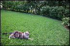 cats0302-6