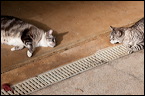 cats0302-7