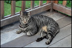 cats0302-8