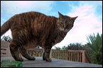 cats0302-9