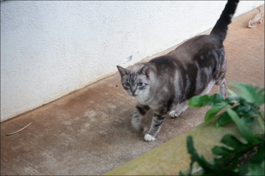 cats0302-1.jpg
