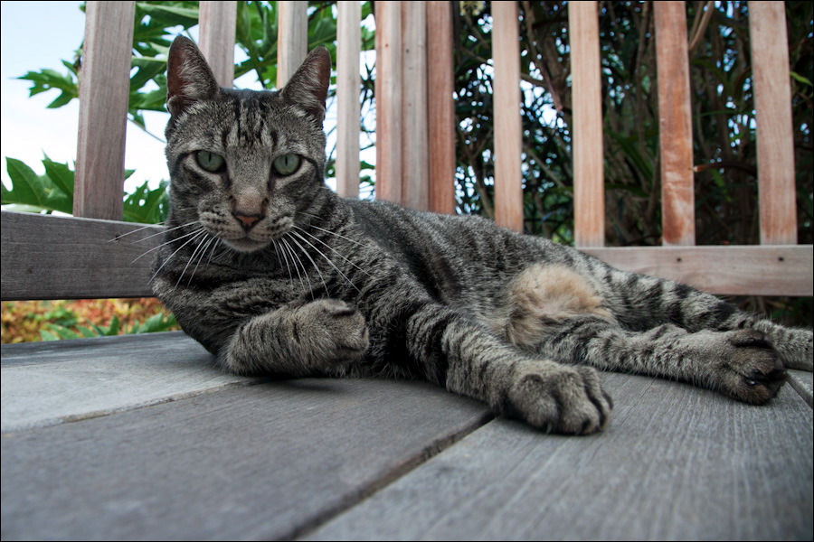 Feline Friday