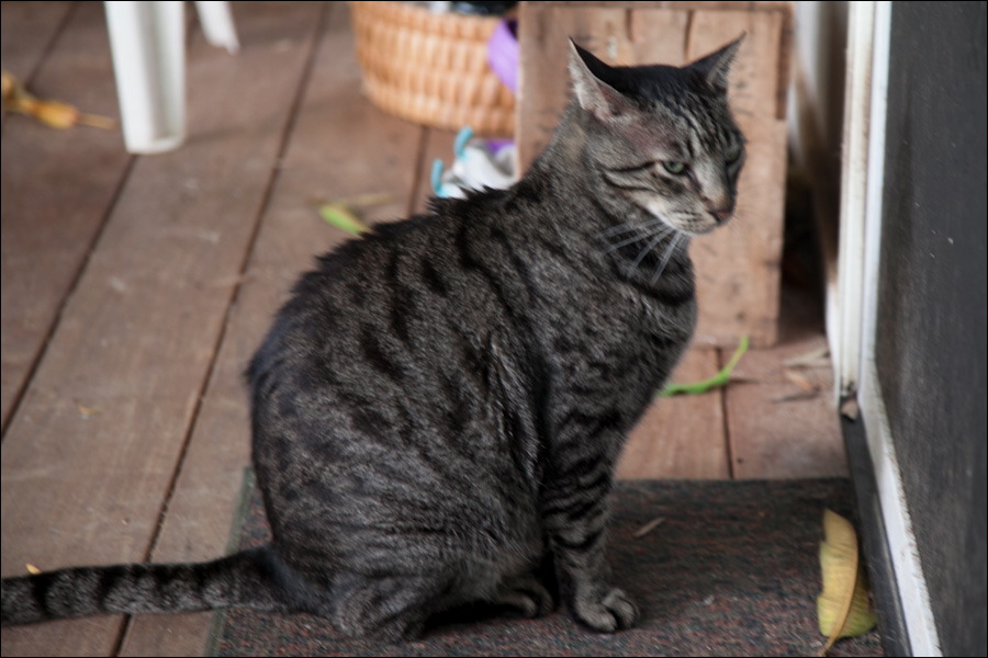 cats0302-11.jpg