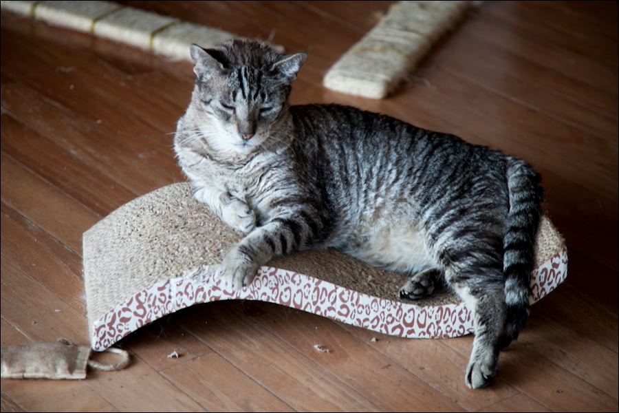 cats0302-12.jpg