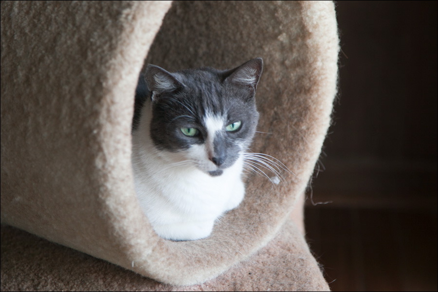 cats0302-13.jpg