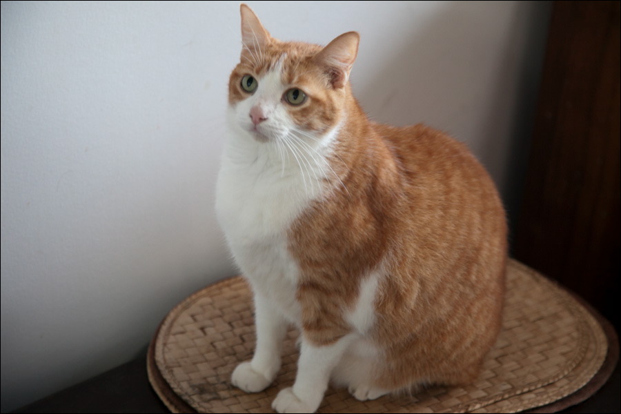 cats0302-14.jpg