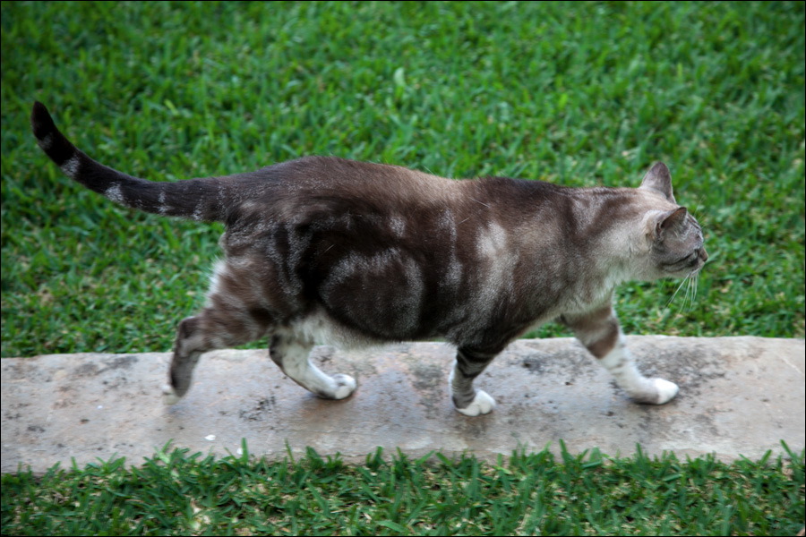 cats0302-2.jpg