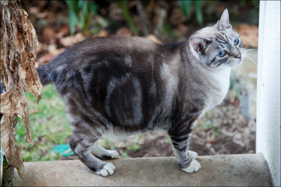 cats0302-3.jpg