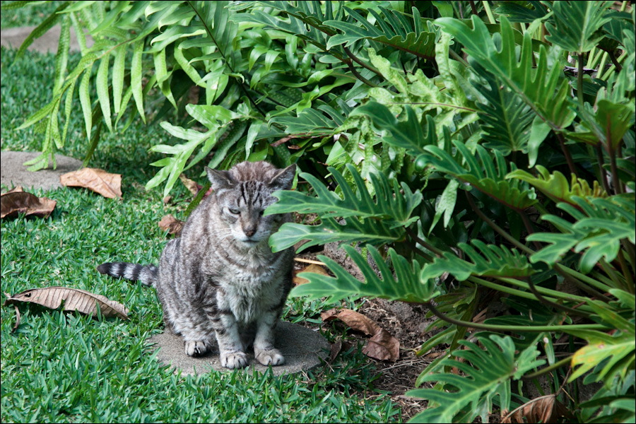 cats0302-4.jpg