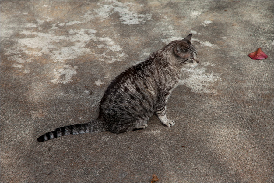 cats0302-5.jpg
