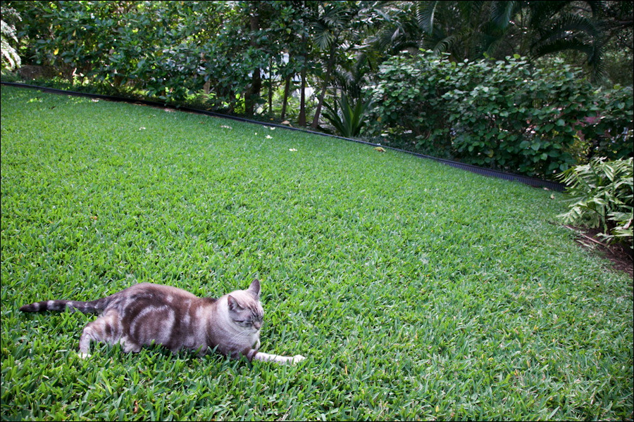 cats0302-6.jpg