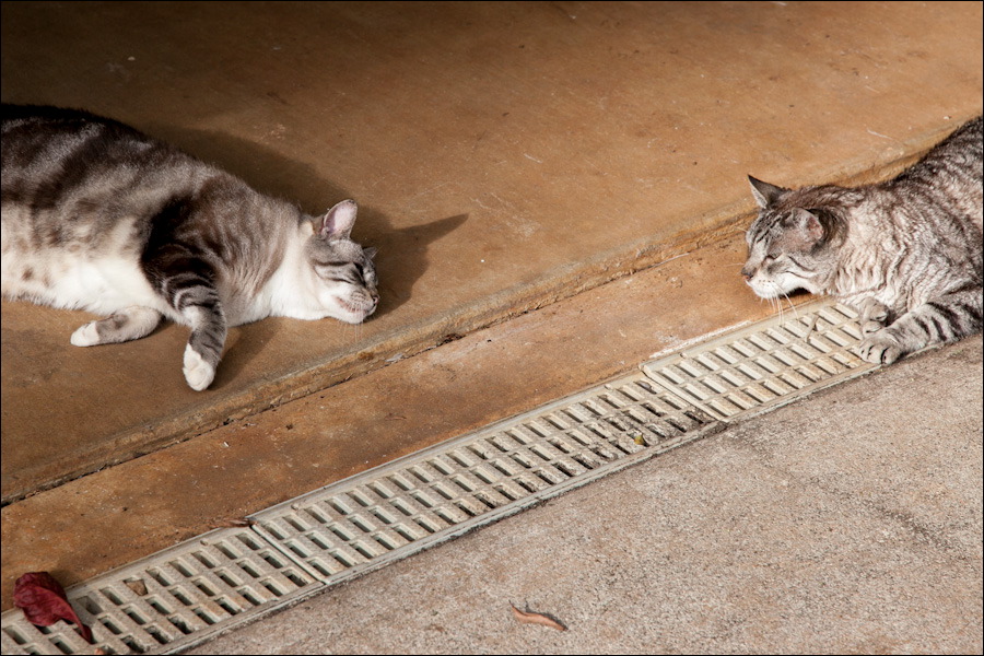 cats0302-7.jpg