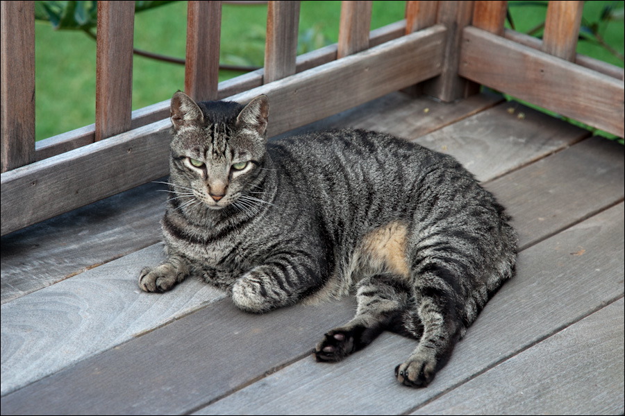 cats0302-8.jpg