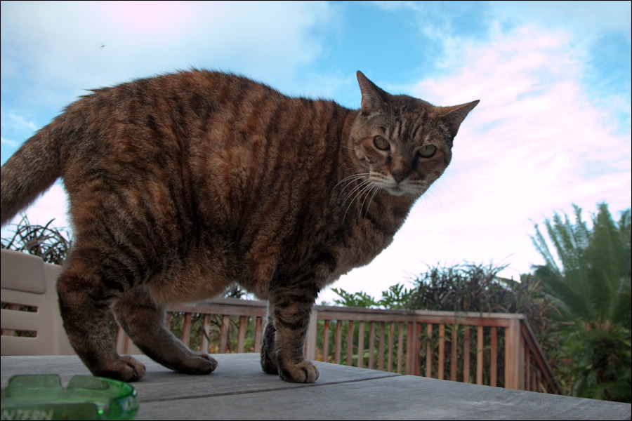 cats0302-9.jpg