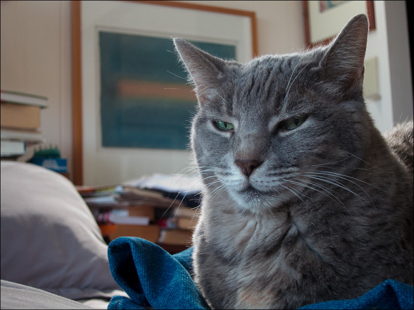 cats042012-4.jpg