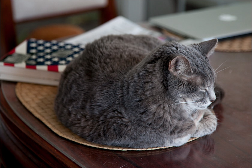 cats042012-8.jpg