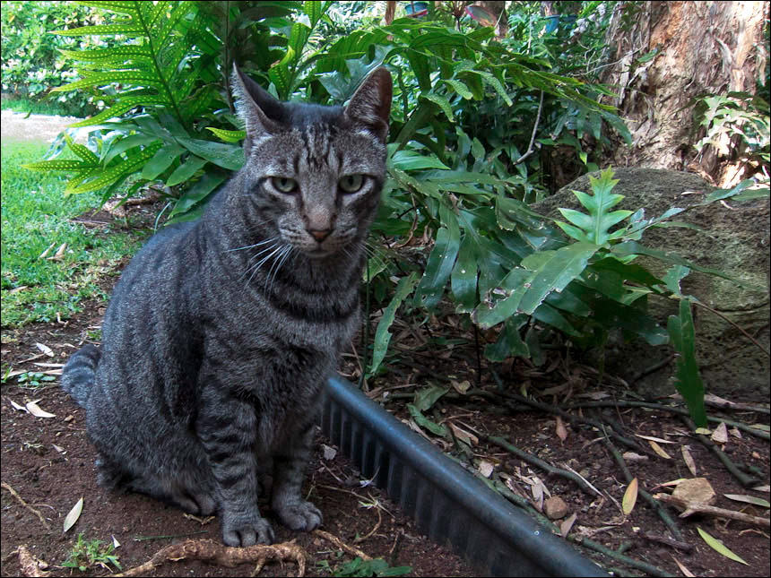 cats0511-1.jpg