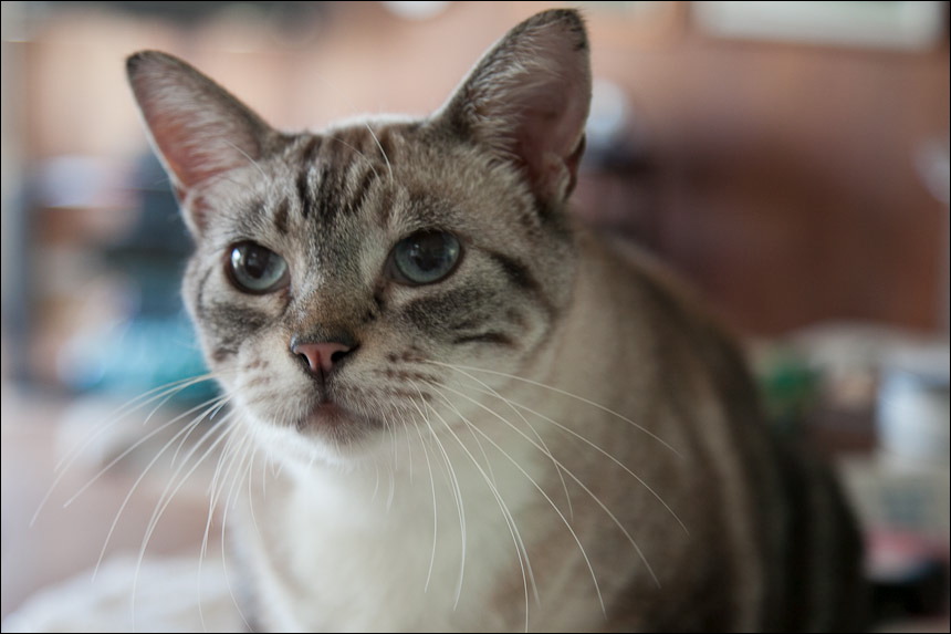 cats0511-11.jpg