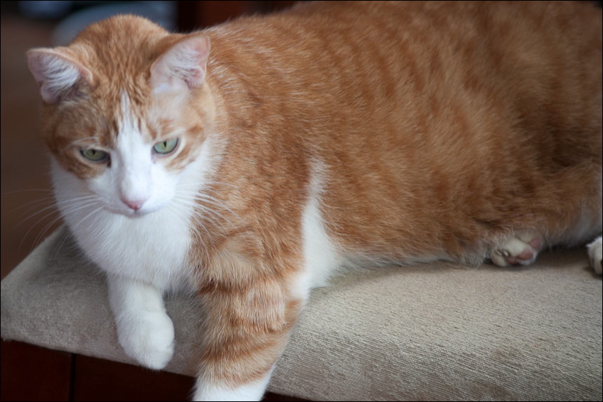 cats0511-15.jpg