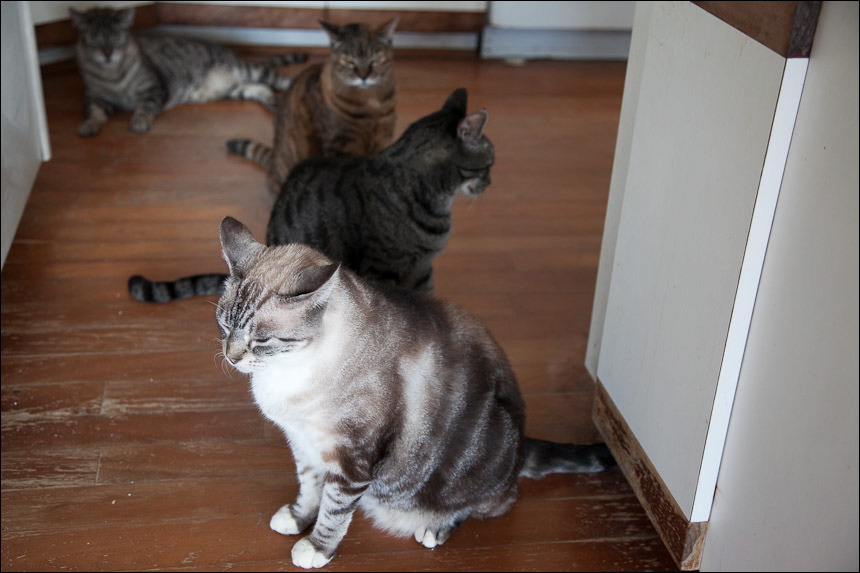 cats0511-16.jpg
