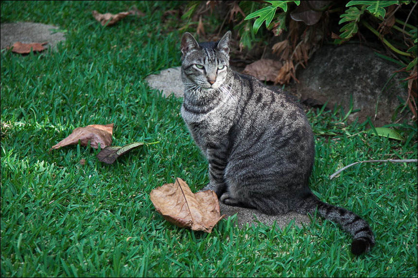cats0511-3.jpg