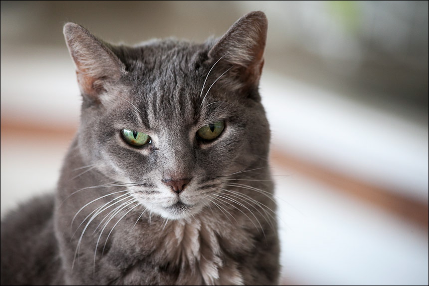 cats0511-6.jpg