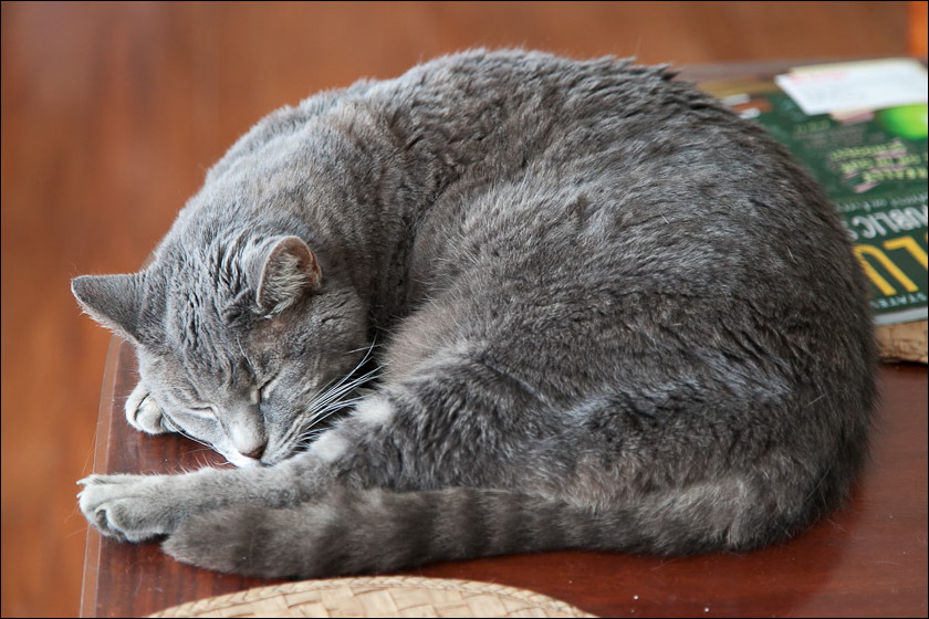 cats0518-1.jpg
