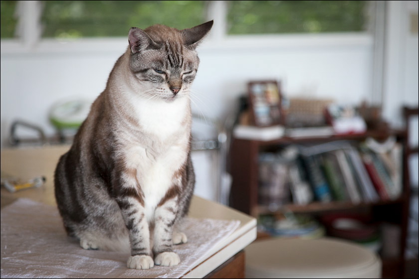 cats0518-10.jpg